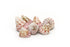 trochus strawberry pink seashells for sale